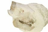 Fossil Oreodont (Merycoidodon) Skull - South Dakota #265290-3